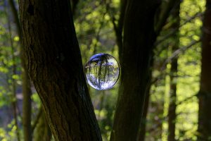 tree, forest, glass sphere
