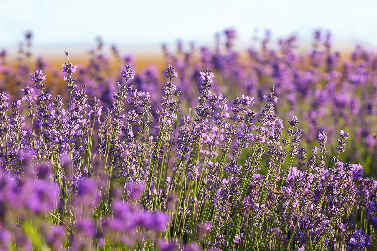 lavender, field, purple, flowering, plant, country, nature, bloom, lavender, lavender, lavender, lavender, lavender